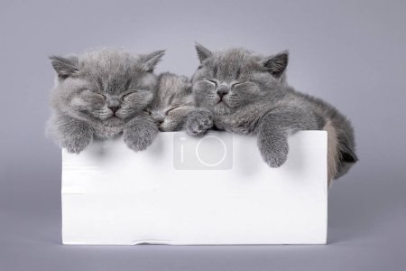 Téléchargez les photos : 3 chatons britanniques bleus mignons à poil court, couchant ensemble dans une boîte en carton blanc. Isolé sur un fond gris clair solide. - en image libre de droit