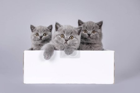 Téléchargez les photos : 3 chatons britanniques bleus mignons à poil court, assis ensemble dans une boîte en carton blanc. Regardant par-dessus bord vers la caméra. Isolé sur un fond gris clair solide. - en image libre de droit
