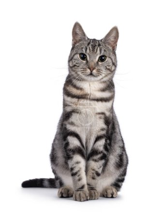 Adorable female young European Shorthair cat, sitting up facing front. Looking towards camera. Isolated on a white background.
