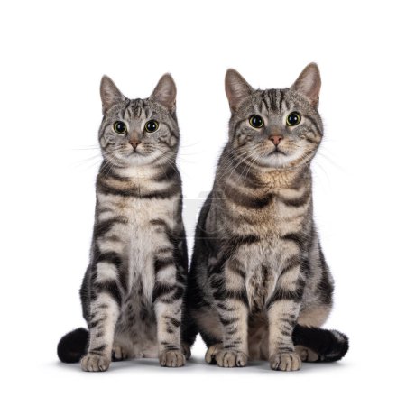 Adorable male and female young European Shorthair cats, sitting up facing front together. Looking straight to camera. Isolated on a white background.