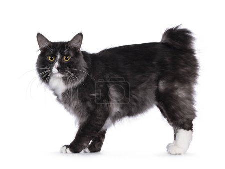 Sweet adult black smoke Kurilian Bobtail Longhair cat, standing side ways. Looking towards camera with yellow eyes. Isolated on a white background.