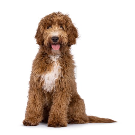 Cute Cobberdog aka Labradoodle dog, sitting up facing front. Looking curious towards camera. isolated on white background. Tongue out.