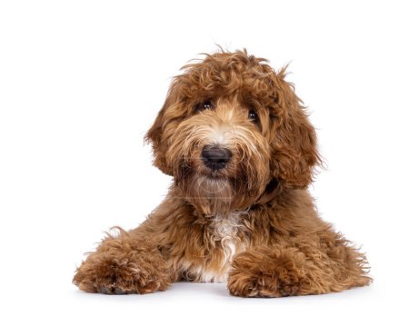 Photo for Cute Cobberdog aka Labradoodle dog, laying down facing front. Looking curious towards camera. isolated on white background. - Royalty Free Image