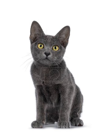 Photo for Cute young Korat cat, sitting up facing front. Looking towards camera. Isolated on a white background. - Royalty Free Image
