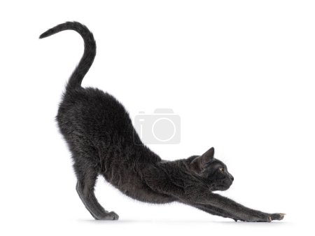 Cute young Korat cat, standing side ways stretching in yoga pose. Looking towards camera. Isolated on a white background.