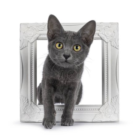 Photo for Cute young Korat cat, sitting through white picture frame. Looking towards camera. Isolated on a white background. - Royalty Free Image