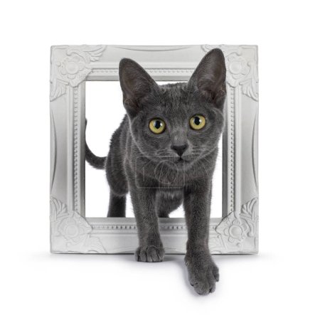 Photo for Cute young Korat cat, coming through white picture frame towards lens. Looking towards camera. Isolated on a white background. - Royalty Free Image