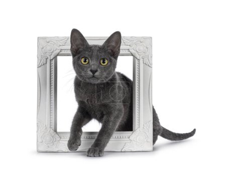 Photo for Cute young Korat cat, stepping through white picture frame. Looking towards camera. Isolated on a white background. - Royalty Free Image