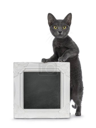 Photo for Cute young Korat cat, standing  behind with blackboard filled white picture frame. Looking towards camera. Isolated on a white background. - Royalty Free Image