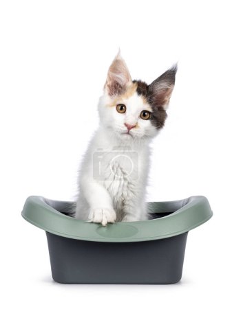 Photo for Pretty blue tortie Maine Coon cat kitten, standing in grey and green plastic litter box with one paw on the edge. Looking towards camera. Isolated on a white background. - Royalty Free Image