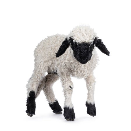 Photo for Adorable one and a half week old Walliser Schwartznase aka Valais Blacknose lamb, standing side ways. Looking towards camera. Isolated on a white background. - Royalty Free Image