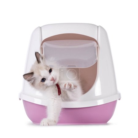 Lindo gatito gato bicolor Ragdoll, que sale de la caja de arena rosa cerrada usando la puerta de la solapa. Una pata arriba mostrando garras y clavos. Mirando directamente a la cámara. Aislado sobre un fondo blanco.