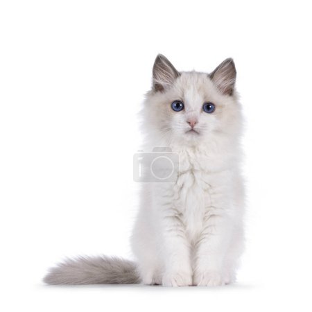 Photo for Fluffy bicolor Ragdoll cat kitten, sitting up facing front. Looking straight to camera with blue eyes. Isolated on a white background. - Royalty Free Image