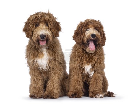 Photo for Adorable duo Australian Cobberdog aka Labradoodle dog pups, sitting up facing front. Looking straight to camera. White spots on chest and toes. Isolated on a white background. - Royalty Free Image