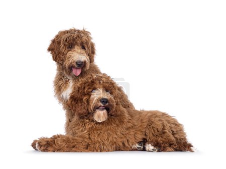 Adorable dúo australiano Cobberdog también conocido como cachorros de perro Labradoodle, sentados y de costado. Mirando lejos de la cámara. Manchas blancas en el pecho y los dedos. Aislado sobre un fondo blanco.
