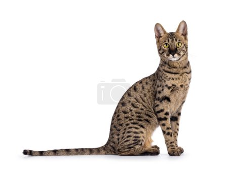 Photo for Savannah F4 cat with loads of serval resemblance, sitting up side ways. Looking straight into camera. Isolated on a white background. - Royalty Free Image