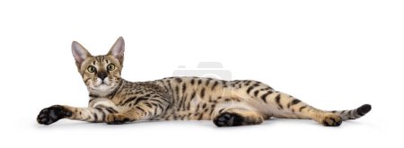 Beautiful F5 Savannah cat laying down on side side ways. Very relaxed shwoing black sol of one paw. Looking curious towards camera. Isolated on a white background.