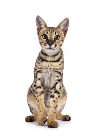 Photo for Beautiful F5 Savannah cat sitting up facing front. Looking curious straight at camera. Isolated on a white background. - Royalty Free Image