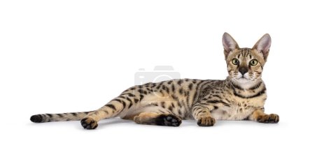 Photo for Beautiful F5 Savannah cat laying down side ways. Looking curious straight at camera. Isolated on a white background. - Royalty Free Image