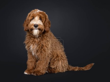 Cute red with white male Labradoodle dog, sitting up side ways. Looking towards camera. Isolated on a black background.