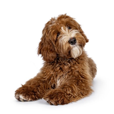 Photo for Cute red with white spots Labradoodle dog, laying down facing front. Paws stretched forward, head tilted to the side. Looking away from camera. isolated on a white background. - Royalty Free Image