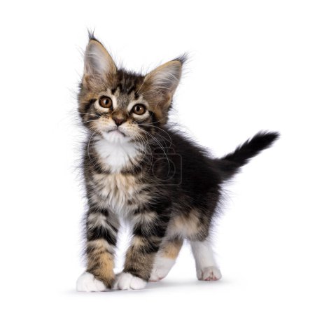 Photo for Super sweet classic brown tabby with white Maine Coon cat kitten, standing up facing front. Looking straight to camera with mesmerising brown eyes. Isolated on a white background. - Royalty Free Image