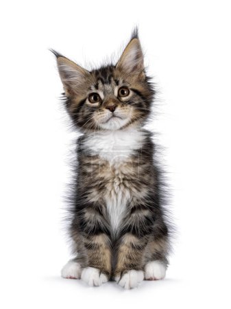 Photo for Adorable and expressive classic black tabby with white Maine Coon cat kitten, sitting up facing front. Chin up and looking towards camera. isolated on a white background. - Royalty Free Image