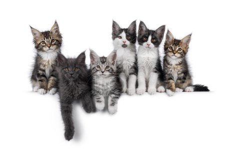 Fila perfecta de 6 gatitos gato Maine Coon sentados y tendidos uno al lado del otro. Todos mirando hacia la cámara. Aislado sobre un fondo blanco.