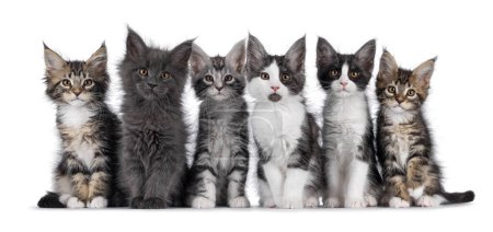 Fila perfecta de 6 gatos Maine Coon sentados uno al lado del otro. Todos mirando hacia la cámara. Aislado sobre un fondo blanco.