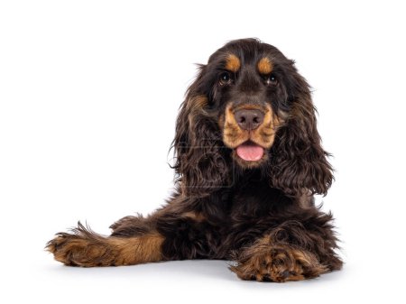 Majestic choc and tan 3 months old Cocker Spaniel dog, laying down facing front. Looking  straight to camera with sweet and droopy eyes. Mouth open, tongue out. Isolated on a white background.