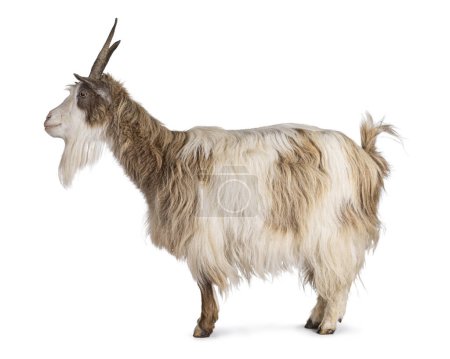 Sweet light brown Dutch landrace goat, standing side ways. Looking side ways away from camera. Isolated on a white background.