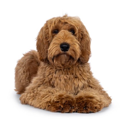 Adorable Labradoodle dog, laying down facing front. Looking towards camera. Isolated on a white background.