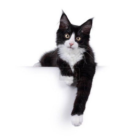 Foto de Lindo negro con esmoquin blanco Maine Coon gato gatito con expresión traviesa, acostado frente. Mirando hacia la cámara. Aislado sobre un fondo blanco. - Imagen libre de derechos
