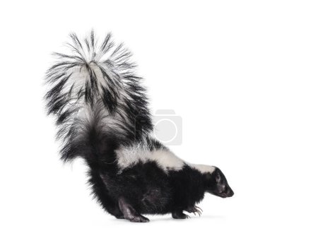 Cute classic black with white stripe young skunk aka Mephitis mephitis, walking away from camera. Looking away from camera with tail high up. Isolated on a white background.
