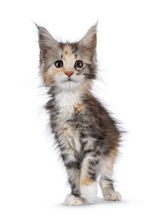 Adorable cute tortie cat kitten, standing up facing front. Looking towards camera. Isolated on a white background.