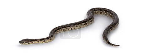 Photo for Full body shot of a Boa snake in movement. Isolated on a white background. - Royalty Free Image