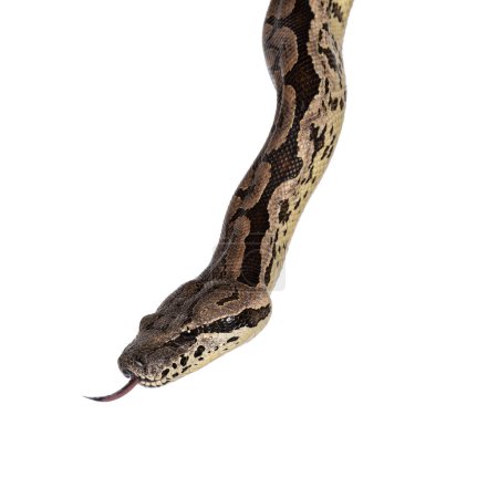 Head shot of a Boa snake. Tongue out. Isolated on a white background.