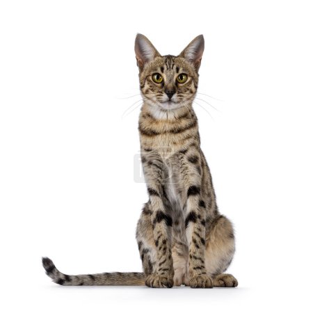 Photo for Gorgeous F6 Savannah cat, sitting up facing front. Looking straight to camera. Isolated on a white background. - Royalty Free Image