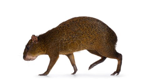 Photo for Agouti aka Dasyprocta walking side ways. Looking ahead and away from camera. Isolated on a white background. - Royalty Free Image