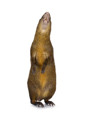 Photo for Agouti aka Dasyprocta standing on hind paws like meerkat showing belly and teeth. Looking up Isolated on a white background. - Royalty Free Image