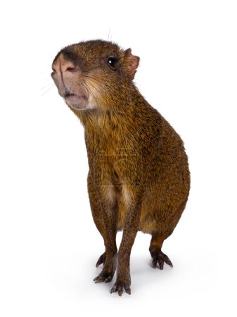 Photo for Agouti aka Dasyprocta standing facing front. Looking towards camera. Isolated on a white background. - Royalty Free Image