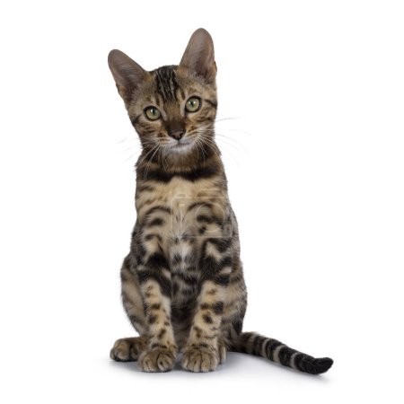 Téléchargez les photos : Chat chat Bengale tacheté noir tabby, assis face à l'avant. En regardant vers la caméra. Isolé sur fond blanc. - en image libre de droit