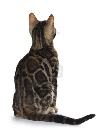 Téléchargez les photos : Chat chat Bengale tacheté noir tabby tacheté, assis vers l'arrière montrant le motif. Pas de visage. Isolé sur fond blanc. - en image libre de droit