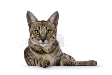 Photo for Gorgeous F6 Savannah cat, laying down facing front. Looking straight to camera. Isolated on a white background. - Royalty Free Image