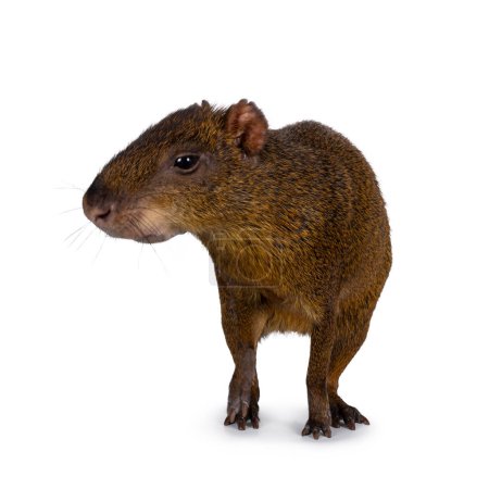 Photo for Agouti aka Dasyprocta standing facing front. Head turned and looking away from camera. Isolated on a white background. - Royalty Free Image