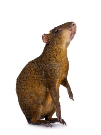 Photo for Agouti aka Dasyprocta standing side ways on hind paws. Looking and reaching up. Isolated on a white background. - Royalty Free Image