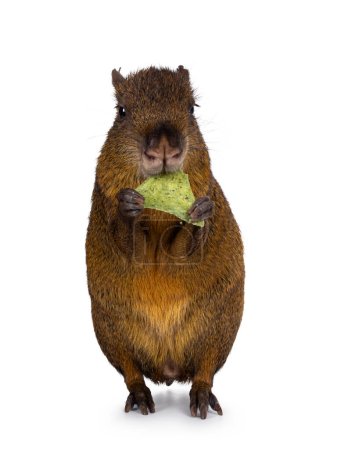 Photo for Agouti aka Dasyprocta standing facing front on hind paws eating. Looking towards camera. Isolated on a white background. - Royalty Free Image