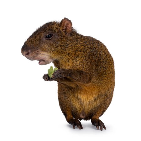 Photo for Agouti aka Dasyprocta standing facing front on hind paws eating. Looking side aways and away from camera. Isolated on a white background. - Royalty Free Image
