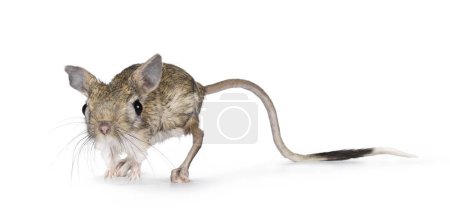 Photo for Senior greater Egyptian jerboa aka Jaculus orientalis, standing facing front Looking straight to camera. Isolated on a white background. - Royalty Free Image