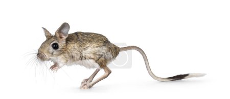 Photo for Senior greater Egyptian jerboa aka Jaculus orientalis, standing side ways. Looking away from camera. Isolated on a white background. - Royalty Free Image